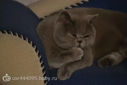 Ах, як же я сумую за своїм коту! (Як) Ах, як же я сумую за своїм коту!