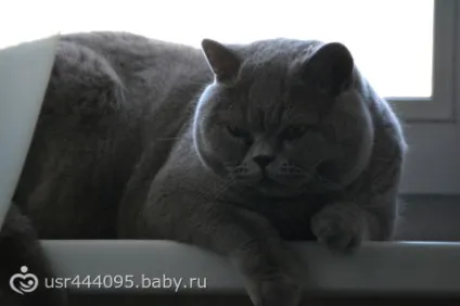 Ах, як же я сумую за своїм коту! (Своєму) Ах, як же я сумую за своїм коту!