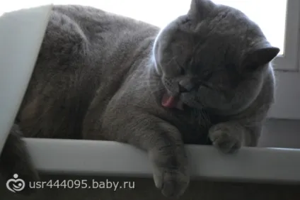 Ах, як же я сумую за своїм коту! (Коту !!!!!!!!!!!!!!!) Ах, як же я сумую за своїм коту!