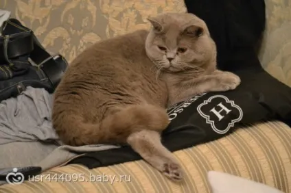 Ах, як же я сумую за своїм коту! (Коту !!!!!!!!!!!!!!!) Ах, як же я сумую за своїм коту!