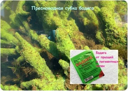 Бодяга від прищів і плям відгуки, дія і способи застосування (відгуки) Бодяга від прищів і плям відгуки, дія і способи застосування