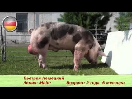 Беконні породи свиней, тваринництво (бекон порода свиней) Беконні породи свиней, тваринництво