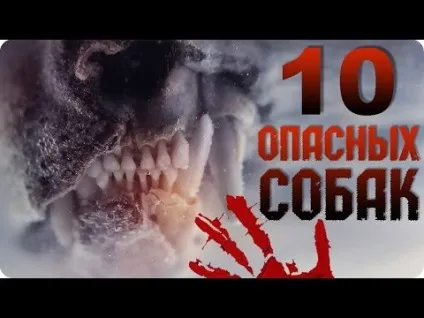 Барбарікі що таке доброта минусовка - пісня що таке доброта минусовка завантажити (таке) Барбарікі що таке доброта минусовка - пісня що таке доброта минусовка скачати