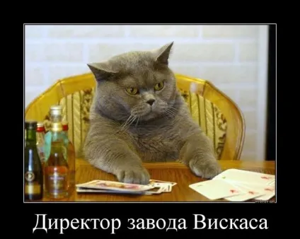 Без кота і життя не та - згодні з життєвим девізом чому