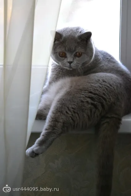 Ах, як же я сумую за своїм коту! (Скучаю) Ах, як же я сумую за своїм коту!