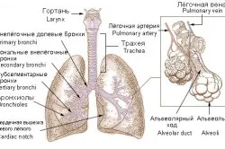 Хвороби бронхів симптоми і лікування (лікування) Хвороби бронхів симптоми і лікування