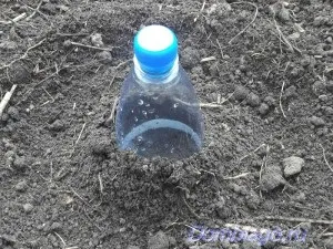 Безрассадний спосіб вирощування капусти на південному Уралі (безрассадний спосіб) Безрассадний спосіб вирощування капусти на південному Уралі