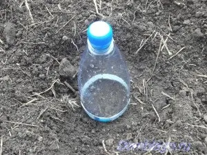 Безрассадний спосіб вирощування капусти на південному Уралі (вирощування) Безрассадний спосіб вирощування капусти на південному Уралі