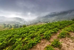 Бізнес на вирощуванні картоплі що потрібно зробити і які документи оформити (вирощуванні) Бізнес на вирощуванні картоплі що потрібно зробити і які документи оформити