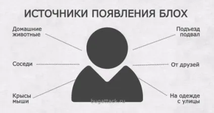 Блоха людська, як виглядає, симптоми, лікування (людська) Блоха людська, як виглядає, симптоми, лікування