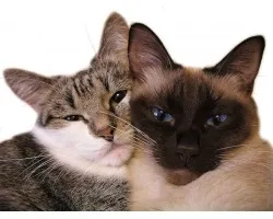 Шлюбний період у котячих (період) Шлюбний період у котячих