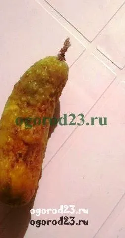 Хвороби огірків в теплиці