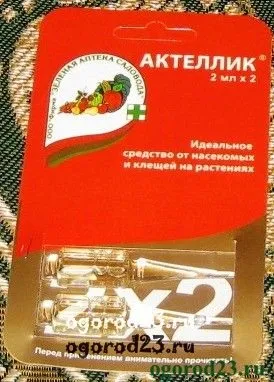 Хвороби огірків в теплиці