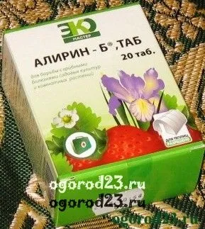 Хвороби огірків в теплиці