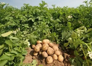 Борна кислота для рослин в саду і городі способи застосування речовини для різних культур