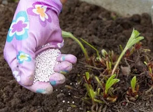 Борна кислота для рослин в саду і городі способи застосування речовини для різних культур