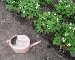 Борна кислота для рослин в саду і городі способи застосування речовини для різних культур