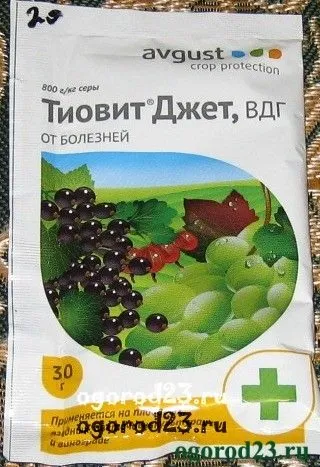 Хвороби огірків в теплиці
