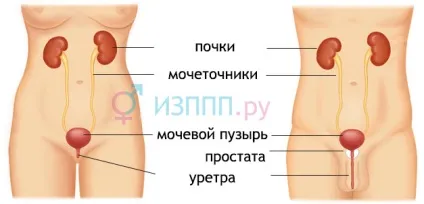 Біль, різі, печіння при сечовипусканні причини, лікування (сечовипусканні) Біль, різі, печіння при сечовипусканні причини, лікування