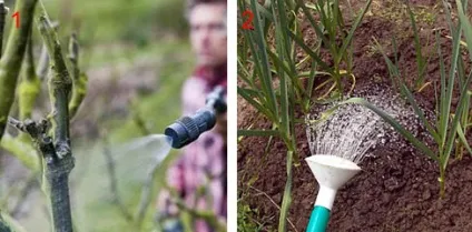 Борна кислота застосування для рослин, підгодівля, обприскування (застосування) Борна кислота застосування для рослин, підгодівля, обприскування