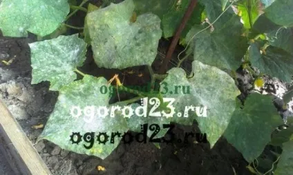 Хвороби огірків в теплиці