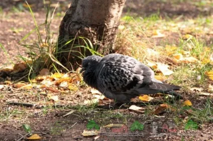 Хвороба орнітоз у голубів симптоми і лікування, фото і відео (лікування) Хвороба орнітоз у голубів симптоми і лікування, фото і відео