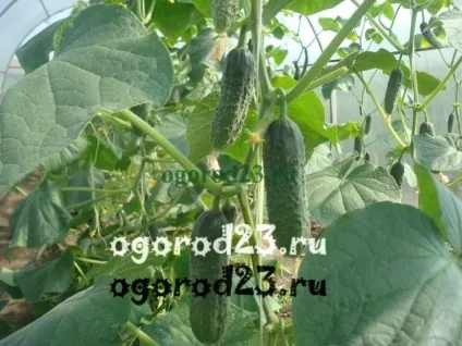 Хвороби огірків в теплиці