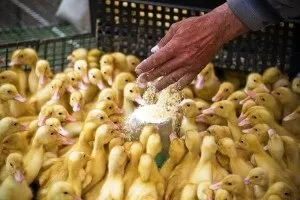 Чим годувати качок в домашніх умовах влітку рекомендації фахівців (качок) Чим годувати качок в домашніх умовах влітку рекомендації фахівців