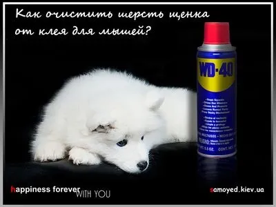 Чим відмити клей від мишей, ніж (confused Чомусь мене тільки) Чим відмити клей від мишей, ніж