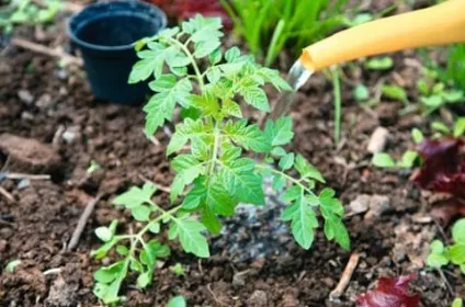 Чим лікувати помідори