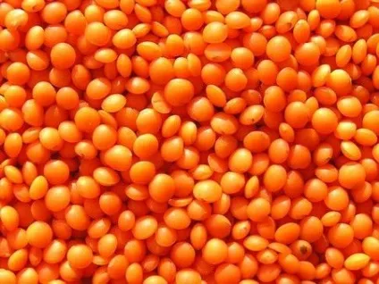 Сочевиця - користь і шкода різних сортів