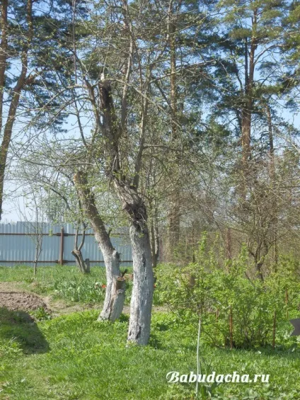 Чим білити дерева навесні, дача (білити) Чим білити дерева навесні, дача