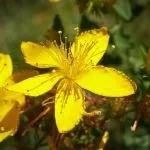 Часник від прищів на обличчі, відгуки (особі) Часник від прищів на обличчі, відгуки