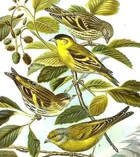 Чиж, чиж (spinus spinus) чижик, опис чижа забарвлення оперення, статевої диморфізм ареал середовище (були прикрасами палаців) Чиж, чиж (spinus spinus) чижик, опис чижа забарвлення оперення, статевої диморфізм ареал середу