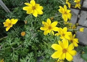 Череда лікувальні властивості для волосся, рецепти і секрети застосування (череда фото) Череда лікувальні властивості для волосся, рецепти і секрети застосування
