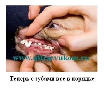 Чищення зубів ультразвуком у собак без наркозу, можливий виїзд (москва і Київська область) - тієї (чистка зубів собаці) Чищення зубів ультразвуком у собак без наркозу, можливий виїзд (москва і Київська область) - тієї