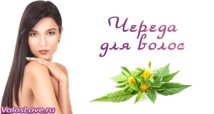 Череда для волосся 8 домашніх рецептів та відгуки (домашніх) Череда для волосся 8 домашніх рецептів та відгуки