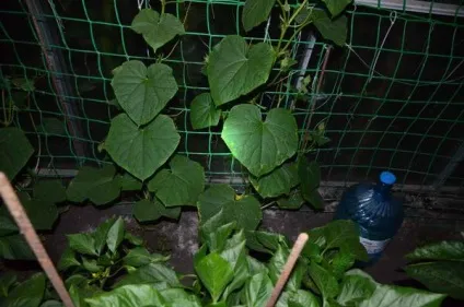 Чим захворіли огірки