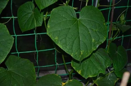 Чим захворіли огірки