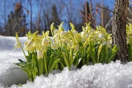 Чим зайнятися з дитиною на вулиці навесні (зайнятися) Чим зайнятися з дитиною на вулиці навесні