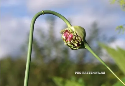 Часник посадка і розмноження, догляд - сайт про рослини (сайт) Часник посадка і розмноження, догляд - сайт про рослини