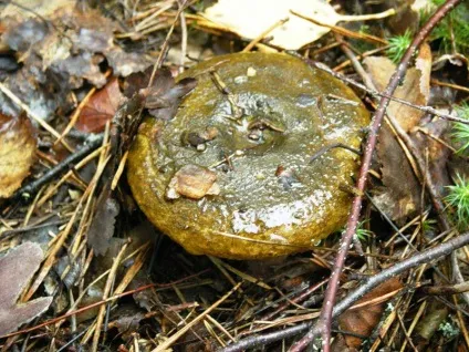 Чорний груздь фото і опис (груздь) Чорний груздь фото і опис