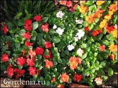 Бальзаміни вирощування розсади без пікіровки (пікіровки) Бальзаміни вирощування розсади без пікіровки
