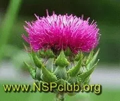 Бади nsp молочний чортополох (milk thistle) (молочний) Бади nsp молочний чортополох (milk thistle)