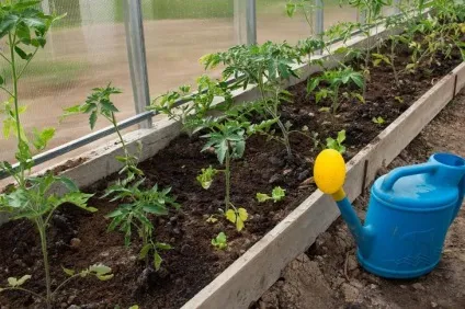 Що потрібно знати при вирощуванні рожевих томатів