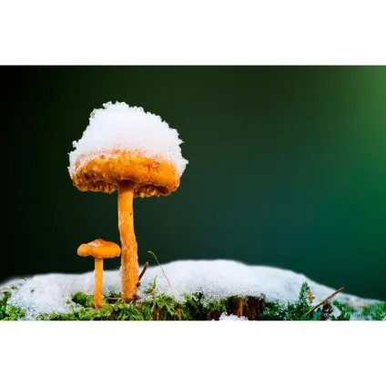 Що необхідно для макрозйомки