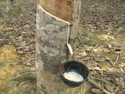 Що таке каучук