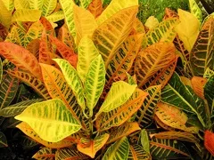 Квітка кодіеум, какк доглядати за квіткою кодіеум (доглядати) Квітка кодіеум, какк доглядати за квіткою кодіеум