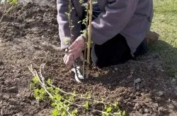 Квітка пуансеттия - догляд в домашніх умовах (пуансеттия) Квітка пуансеттия - догляд в домашніх умовах