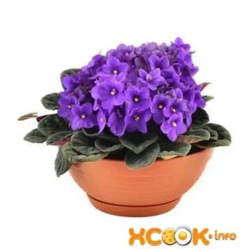 Квіти фіалки - опис з фото рослини; користь і шкода; рецепти (користь) Квіти фіалки - опис з фото рослини; користь і шкода; рецепти
